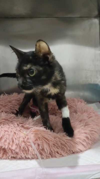 ❗Urgent❗Miley is set to be released tomorrow. Help us complete our fundraiser to take her home