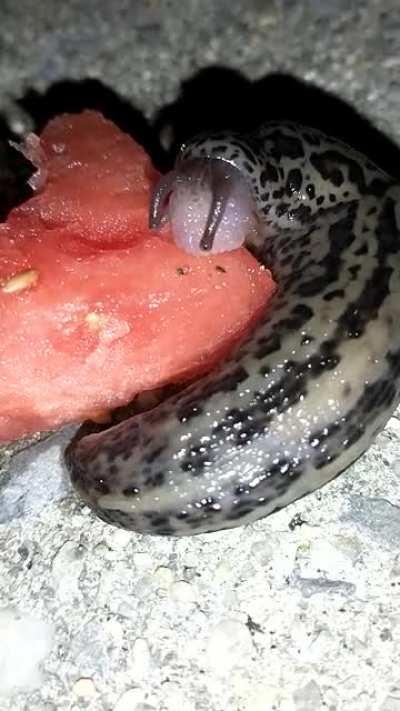 I shared some watermelon with a slug over the summer :)