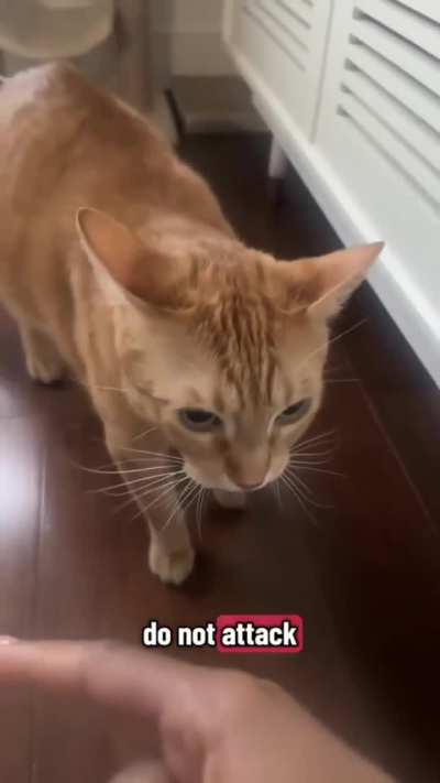 Orange cat behaviour