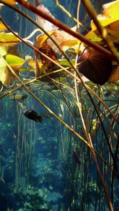 Absolutely mesmerizing underwater world