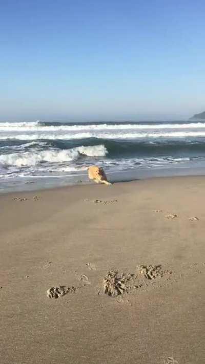 Took our dog to the beach today. I think she likes it.