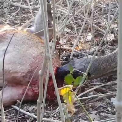 Komodo Dragon feasting on a Timor Deer's asshole