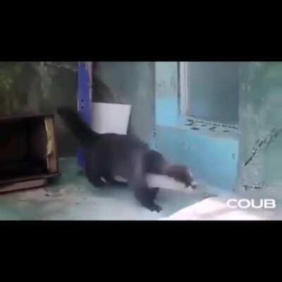 OtTEr gEts BlIndED bY tHE lIghTS