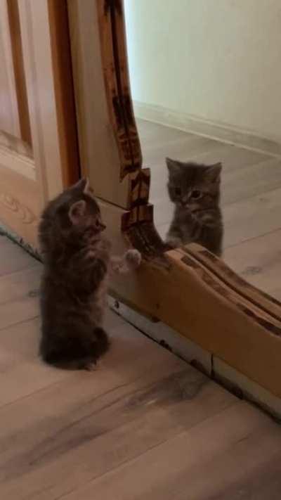 Girlfriend's family just brought home this furball. I love him already?