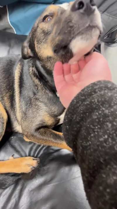 My new puppy Kaya (Kai-a), she’s really helped me get through the sadness of losing Cass. She’s a good puppy