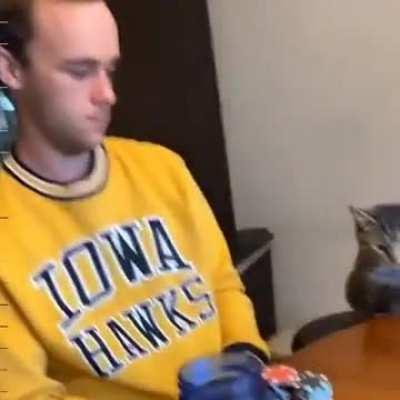 Cat is the most important poker player