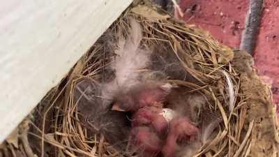 New batch of drones fresh off the assembly line installed on my patio.