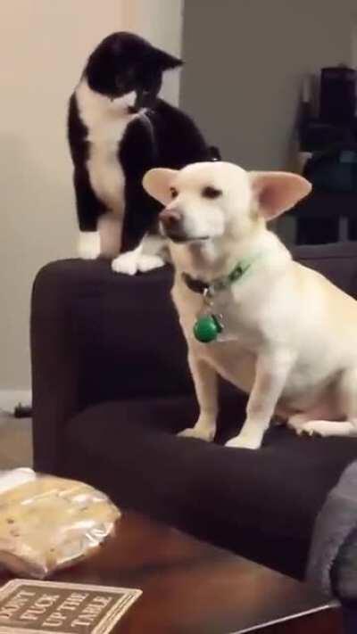 Hitting Yoda’s ears that were put on a white dangerous rebel! 😼