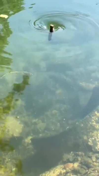 Mini log go down the hoooole!