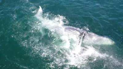 What I see VS what the drone sees🤓🐋