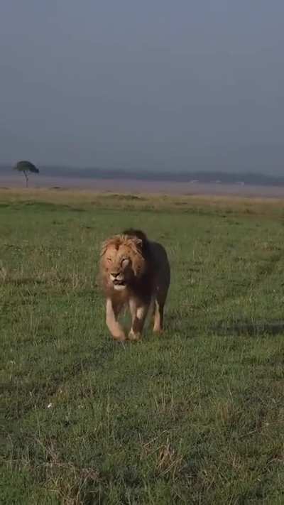 Nzuri Patrolling this morning🫠