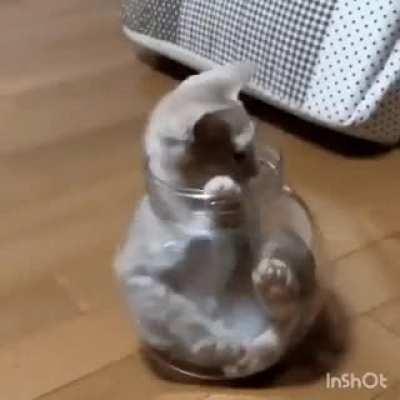 Formation of a solid cat from its liquid form