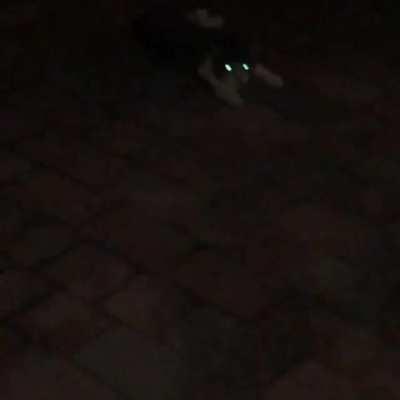 Do Dog Screams Count?