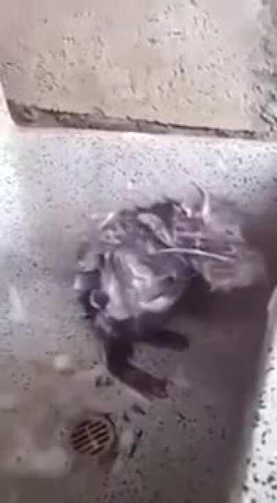 Rats after wearing anything higher than class 3.