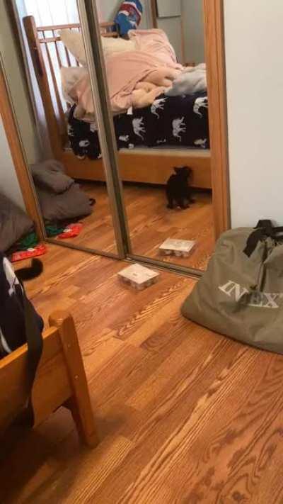 Another video of him fighting the mean cat in the mirror.