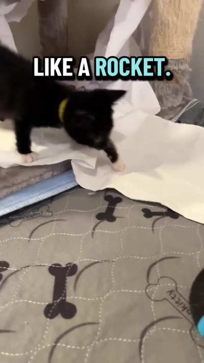 Yellow providing an example of how cats fold space.