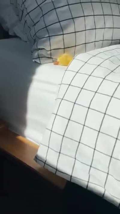 Nothing beats a good nap.