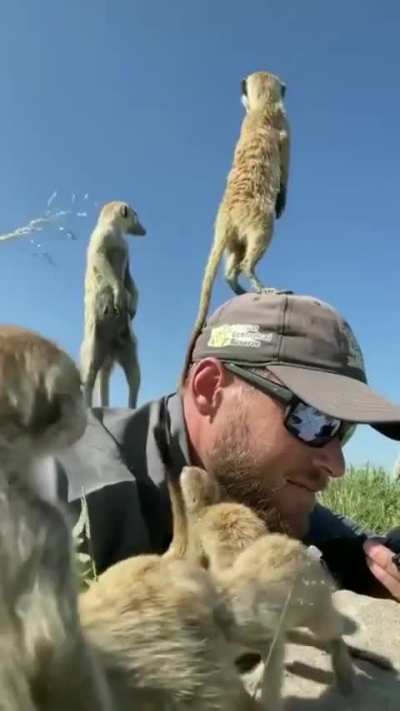 Photographer surprised by a family of meerkats while working