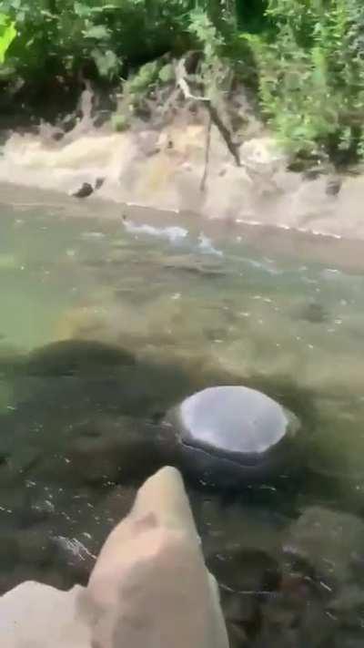 A Merganser duck swims fast after being released
