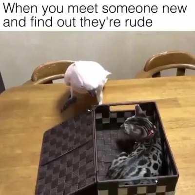 when you meet someone new and find out they're rude...