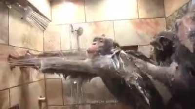 Two Chimps Sharing a Shower Together