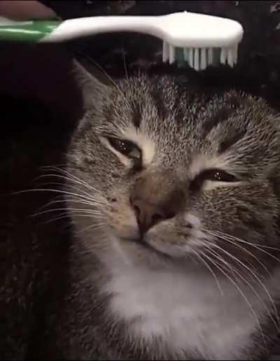If you get a wet toothbrush and pet a cat it, it supposedly reminds them getting clean by their mother