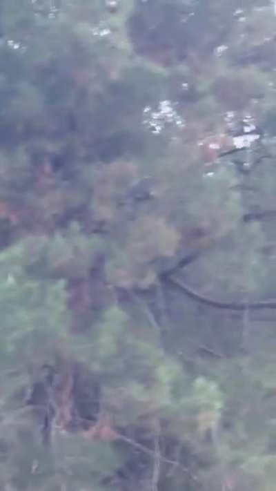 Bobcat chasing a squirrel around a tree
