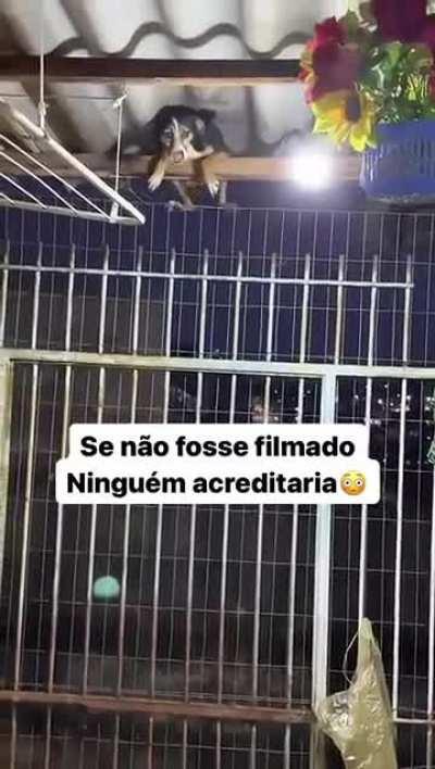 Cachorro brasileiro.