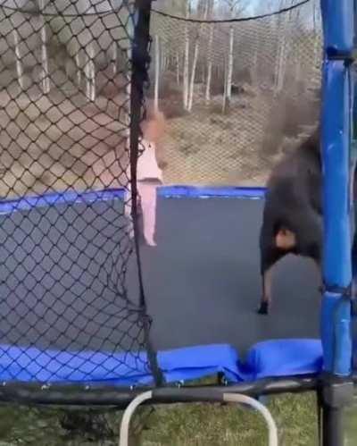 Dog and Kid discovered the trampoline.