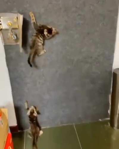 The orange one has done it before