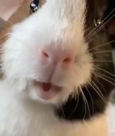 Guinea Pig yelling
