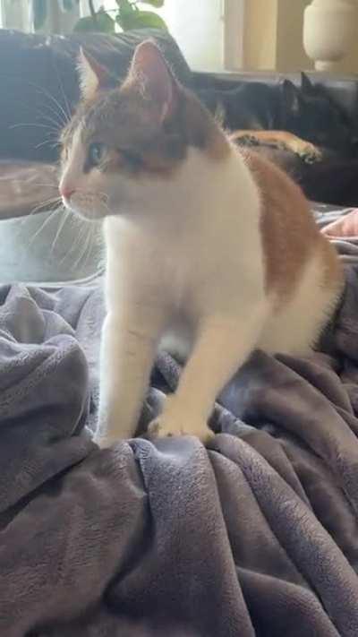 bonnibel making biscuits