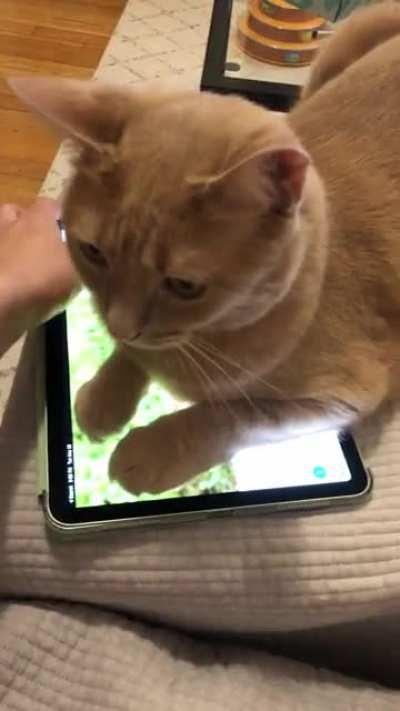 She wasn’t watching anymore so I tried to get my iPad back..