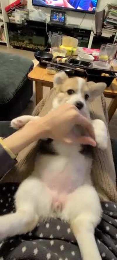 I grew up with Pitt Bulls, this is my first dog in 10 years, I'm in love.