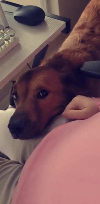 He moos and grumbles and I can't with it