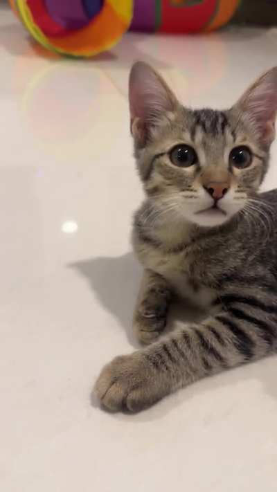 Mr squeaker (Vesper) 👑😍