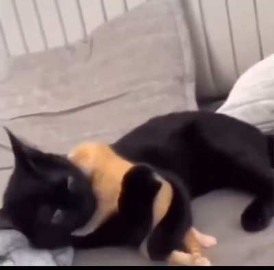 Mama cat lost her baby so was given an orphaned kitten to raise.