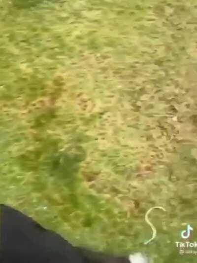 Aí aí essa pamonha