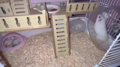 A hamster mom needs her Me-time too