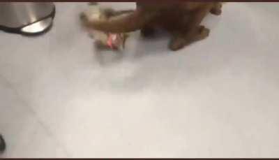 Joe's commentary is like no one else