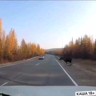 It's not only bears you have to lookout for in Russia