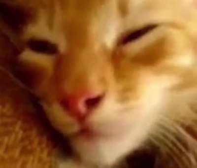 #amgus is catus 🙄