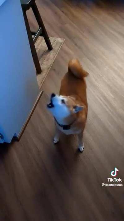 Scream or no scream?