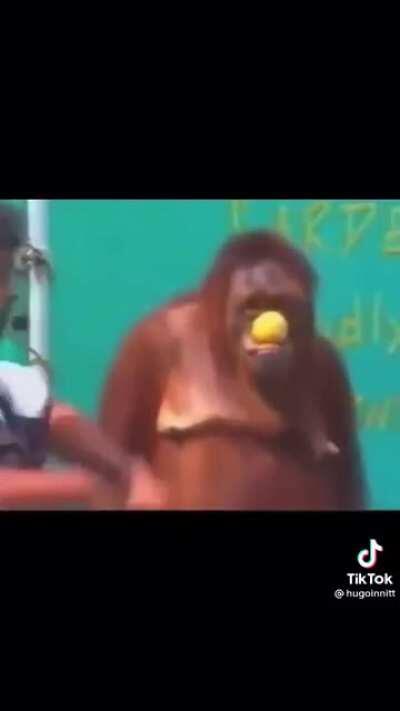 Needed to show you this magic monke