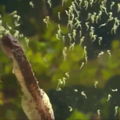 🔥 Male seahorse giving birth...