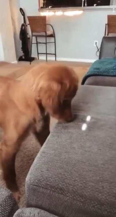 Trying to eat sunlight