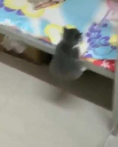 Prison Break of Illegal Smol