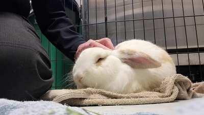 I work at a shelter. This sweet boy was found on the side of a busy road, dirty, hungry, and kinda crusty. Meet Tumbleweed.