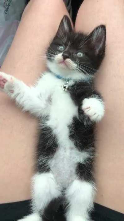 meet oscar! she is one of two stray sisters I rescued and she purrs and cuddles all day