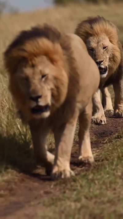 Oloshipa & Oloimina 👑✨